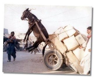 Horse in the air